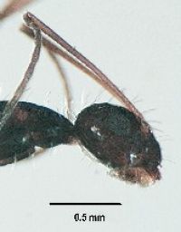 Fig. b: <em>P. longicornis</em> 