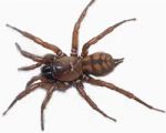 Banded tunnelweb spider