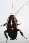 Gisborne cockroach