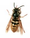 Queen common wasp (<em>Vespula vulgaris</em>). Image: R. Toft