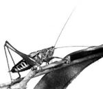 Field Grasshopper (long antennae)