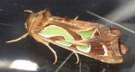 Green Spangled moth