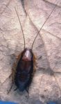 Native bush cockroach