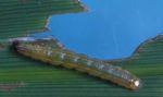 Caterpillar of cabbage tree moth