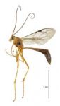 Orange Ichneumonid wasp