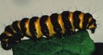Caterpillar of the cinnabar moth