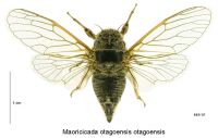 <em>Maoricicada otagoensis</em> female