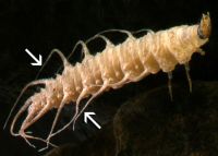 Larva with abdominal gills