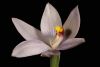 <em>Thelymitra xdentata</em>, a hybrid sun orchid.