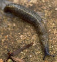 Budapest slug, Milacidae: <em>Tandonia budapestensis</em> (Hazay, 1881)
