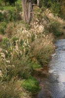 Sherry River restoration, Nelson