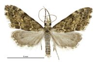 Glaucocharis elaina (male). Crambidae: Crambinae. Endemic