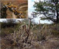 Chain-fruit cholla (Cylindropuntia fulgida var. fulgida) is one of the cacti under complete control in South Africa since the establishment of a cladode sucker (Dactylopius tomentosus) (inset). Image - Hildegard Klein