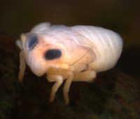 Delphacid (marginal veg) bug
