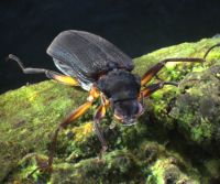 Elmid adult species 2 beetle