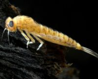 Baetid species 1 mayfly