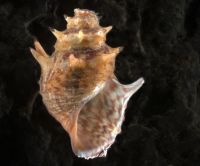 Thiarid species 1 mollusc
