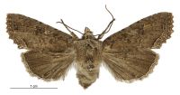 Meterana inchoata (female). Noctuidae: Noctuinae. 