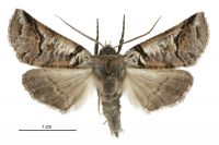 Declana hermione (male). Geometridae: Ennominae. 