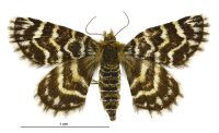 Notoreas hexaleuca (female). Geometridae: Larentiinae. 