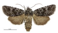 Aletia s.l. parmata (female). Noctuidae: Noctuinae. 