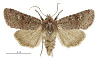 Tmetolophota hartii (female). Noctuidae: Noctuinae. 