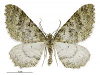 Austrocidaria umbrosa (male). Geometridae: Larentiinae. 