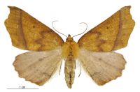 Ischalis nelsonaria (female). Geometridae: Ennominae. 