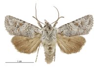 Aletia s.l. longstaffi (male). Noctuidae: Noctuinae. 