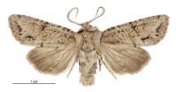 Graphania beata (male). Noctuidae: Noctuinae. 