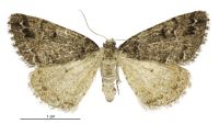 Pseudocoremia colpogramma (female). Geometridae: Ennominae. 
