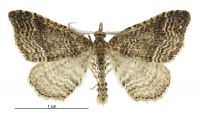 Homodotis falcata (male). Geometridae: Larentiinae. 