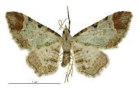 Pasiphila magnimaculata (female). Geometridae: Larentiinae. 