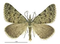 Dichromodes sphaeriata (male). Geometridae: Oenochrominae s. lat.. 