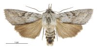 Graphania phricias (male). Noctuidae: Noctuinae. 