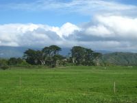Farm/forest margin habitat, Karamea – Caroline Thomson