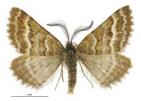 Aponotoreas villosa (male). Geometridae: Larentiinae. 