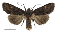 Meterana dotata (male). Noctuidae: Noctuinae. 