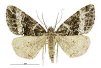 Pseudocoremia dugdalei (female). Geometridae: Ennominae. 