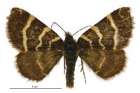 Dasyuris fulminea (male). Geometridae: Larentiinae. 