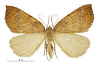 Sestra humeraria (female). Geometridae: Ennominae. 