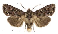 Graphania pelanodes (female). Noctuidae: Noctuinae. 