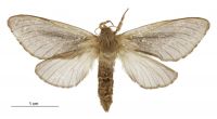 Wiseana fuliginea (female). Hepialidae: . 