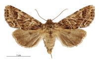 Graphania brunneosa (female). Noctuidae: Noctuinae. 