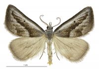 Adeixis griseata (male). Geometridae: Oenochrominae s. lat.. 