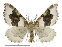 Helastia cymozeucta (male). Geometridae: Larentiinae. 