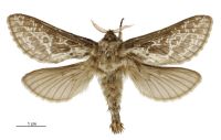 Aoraia lenis (male). Hepialidae: . 