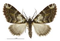 Tatosoma apicipallida (female). Geometridae: Larentiinae. 