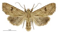 Meterana pansicolor (male). Noctuidae: Noctuinae. 
