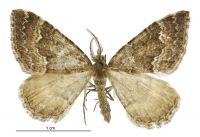 Asaphodes ida (male). Geometridae: Larentiinae. 